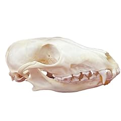 Taxidermy real animals for sale  Delivered anywhere in UK