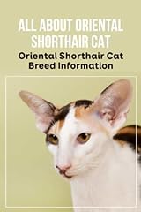 Oriental shorthair cat for sale  Delivered anywhere in UK