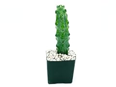 Boobie cactus myrtillocactus for sale  Delivered anywhere in USA 