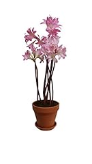 Amaryllis belladonna for sale  Delivered anywhere in USA 