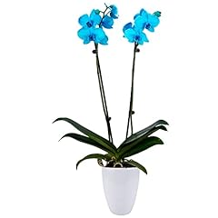 Decoblooms premium aqua for sale  Delivered anywhere in USA 
