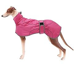Geyecete whippet greyhound for sale  Delivered anywhere in UK