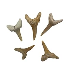 Heyiwell 5pc fossil for sale  Delivered anywhere in USA 