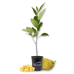 Jackfruit tree live for sale  Delivered anywhere in USA 