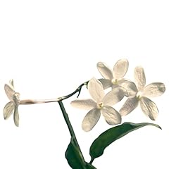 Easy grow jasmine for sale  Delivered anywhere in USA 