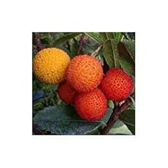 Strawberry tree superb for sale  Delivered anywhere in UK