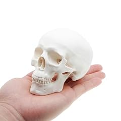 Mini skull anatomy for sale  Delivered anywhere in USA 