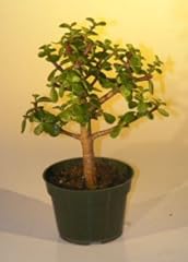 Baby jade japanese for sale  Delivered anywhere in USA 