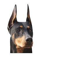 Doberman dog peeper for sale  Delivered anywhere in USA 