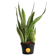 Costa farms sansevieria for sale  Delivered anywhere in USA 