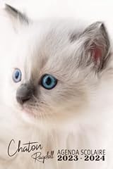 chatons ragdoll pedigree d'occasion  Livré partout en France