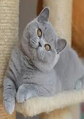 British shorthair kitten for sale  Delivered anywhere in USA 