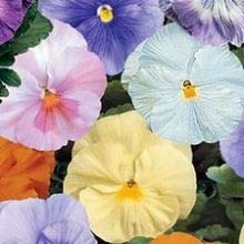 Flowering plants pansy for sale  Delivered anywhere in UK