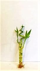 Stalks lucky bamboo for sale  Delivered anywhere in USA 