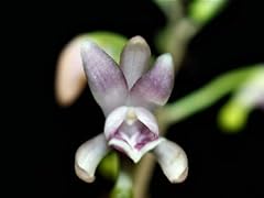 Miniature orchid oeceoclades for sale  Delivered anywhere in USA 