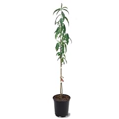 Belle georgia peach for sale  Delivered anywhere in USA 