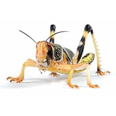 Essex reptile livefood for sale  Delivered anywhere in UK