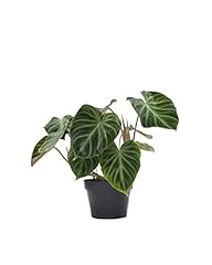 Plnts philodendron verrucosum gebraucht kaufen  Wird an jeden Ort in Deutschland