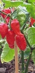 Semi naga viper usato  Spedito ovunque in Italia 