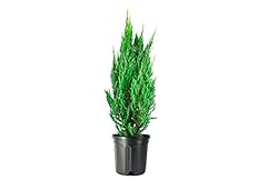 Blue point juniper for sale  Delivered anywhere in USA 