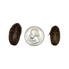 Dubia roaches 200 for sale  Delivered anywhere in USA 