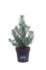 Pianta pino silver usato  Spedito ovunque in Italia 