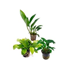Assortimento anubias mix usato  Spedito ovunque in Italia 