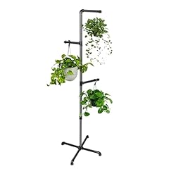 Chloraeon hanging plant for sale  Delivered anywhere in USA 
