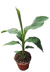 Musa basjoo plant for sale  Delivered anywhere in UK