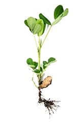 Peanut plant full for sale  Delivered anywhere in UK