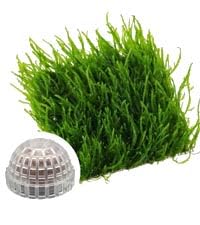 Java moss vesicularia for sale  Delivered anywhere in USA 