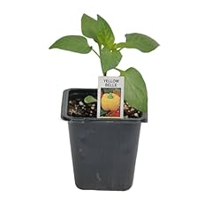 Golden bell pepper for sale  Delivered anywhere in USA 
