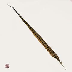 Natural ring neck for sale  Delivered anywhere in USA 