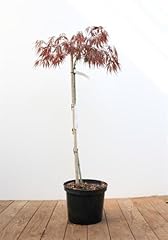 Acer palmatum dissectum gebraucht kaufen  Wird an jeden Ort in Deutschland