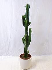 Palmenlager euphorbia acrurens gebraucht kaufen  Wird an jeden Ort in Deutschland
