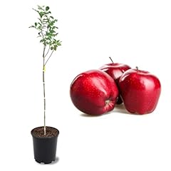 American plant live for sale  Delivered anywhere in USA 