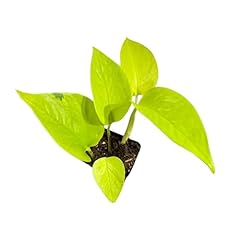 Generic neon pothos for sale  Delivered anywhere in USA 