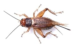 Mealworm company livefoods for sale  Delivered anywhere in UK