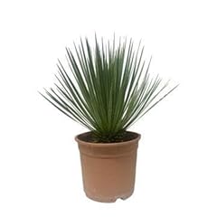 Yucca rostrata 60cm d'occasion  Livré partout en France