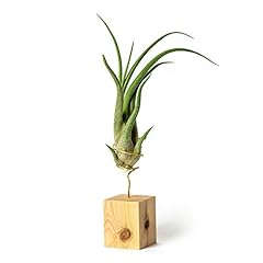 Plandaire tillandsia caput d'occasion  Livré partout en France