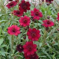 Geum chiloense blazing for sale  Delivered anywhere in UK