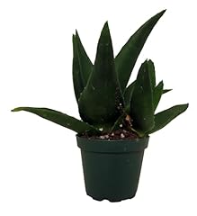 Pentagona haworthia pot for sale  Delivered anywhere in USA 