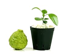 Kaffir lime tree for sale  Delivered anywhere in USA 