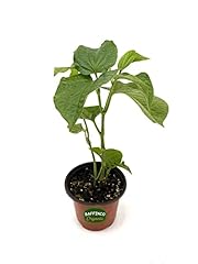 Wild betel leaf for sale  Delivered anywhere in USA 