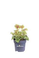 Pianta heuchera pianta usato  Spedito ovunque in Italia 