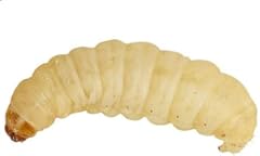 Waxworms for sale  Delivered anywhere in UK