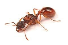 Myrmica rubra colony for sale  Delivered anywhere in UK