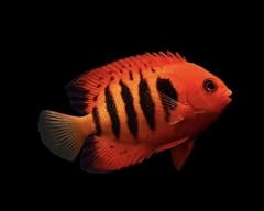Flame angelfish live for sale  Delivered anywhere in USA 