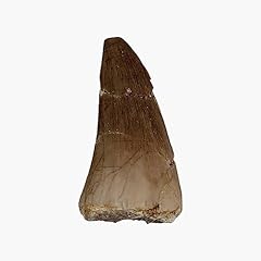 Authentic fossil mosasaur for sale  Delivered anywhere in USA 