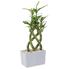Costa farms lucky for sale  Delivered anywhere in USA 